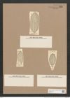 Navicula lyra var. abnormis Grun. (de-Toni-Nr.: Genus 1, Species 327) Zeichnungen Sammlung Grunow Nr. 733 (NHMW-BOT-W0367119)